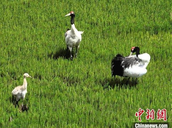 A Family of Black-Necked Cranes Forages Leisurely in Xainza, Xizang